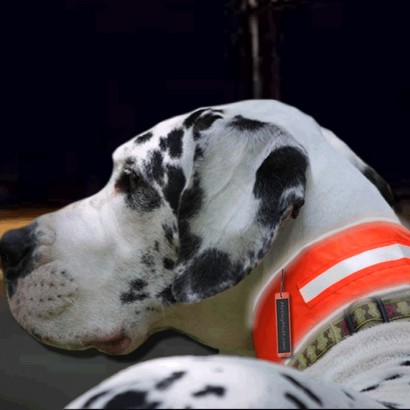 All-timate Reflective Dog Collar